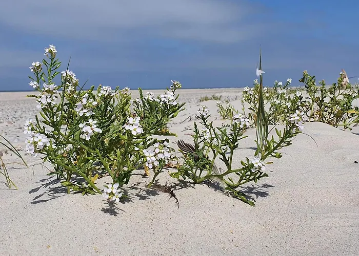 Feriehus 6 Person In Norre Nebel-by Traum